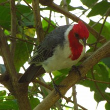 Red-crested Cardinal on a tree